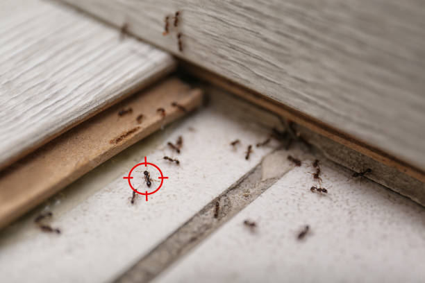 Best Pest Control Near Me  in Agua Fria, NM