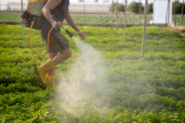 Best Insect Control  in Agua Fria, NM
