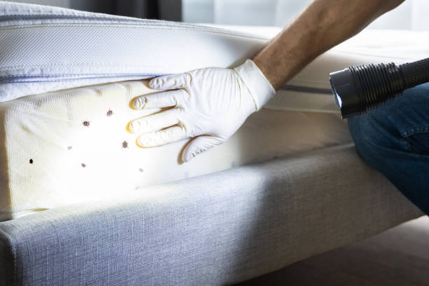 Best Cockroach Control Services  in Agua Fria, NM
