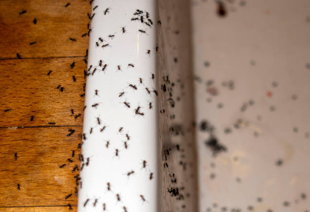 Best Wasp Removal Services  in Agua Fria, NM