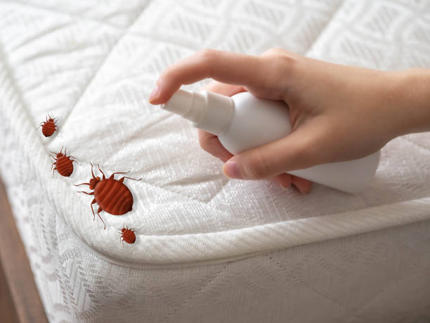Best Wasp Removal Services  in Agua Fria, NM